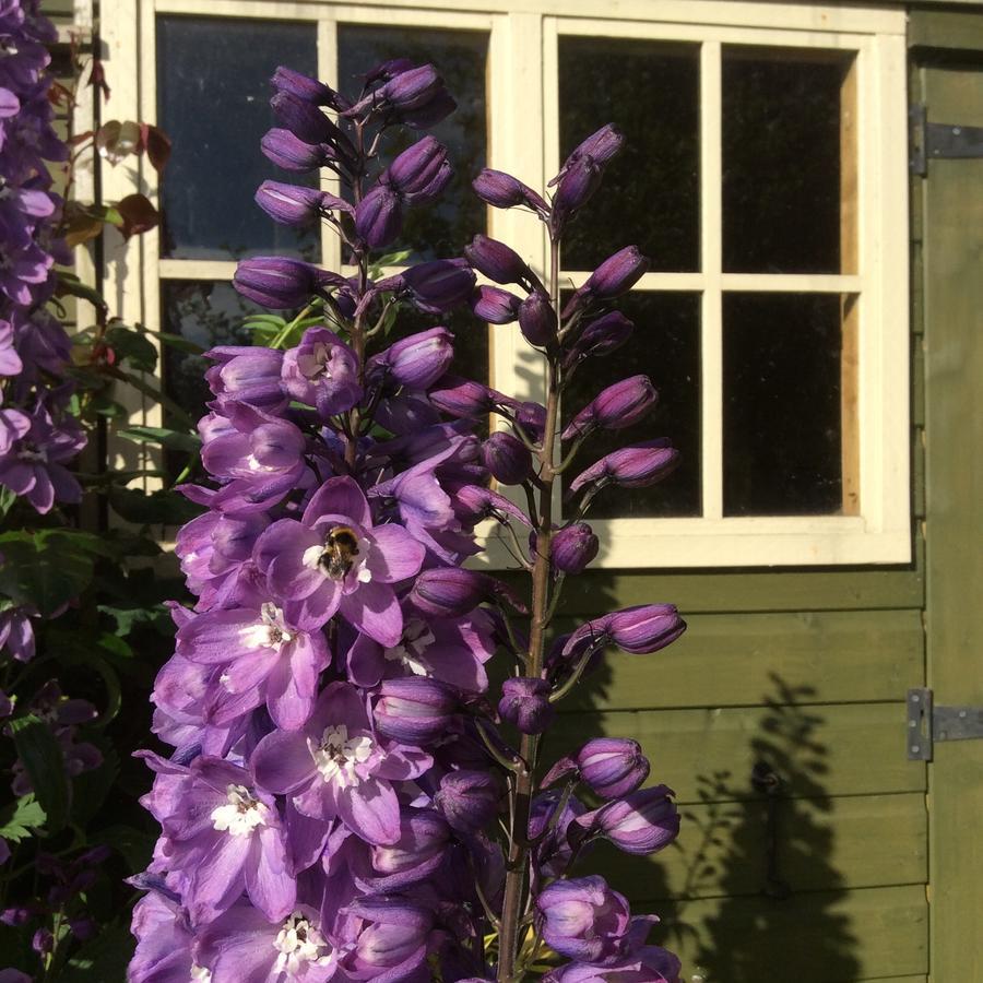 Pomona Bed & Breakfast Lowick Green Exterior foto
